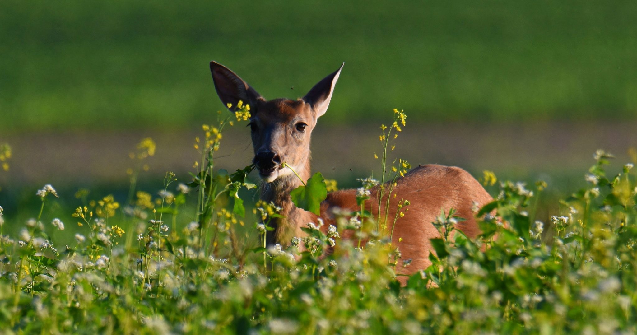 FOOD PLOTS 101 BEGINNINGS and INITIAL CONSIDERATIONS RedHorse Environmental