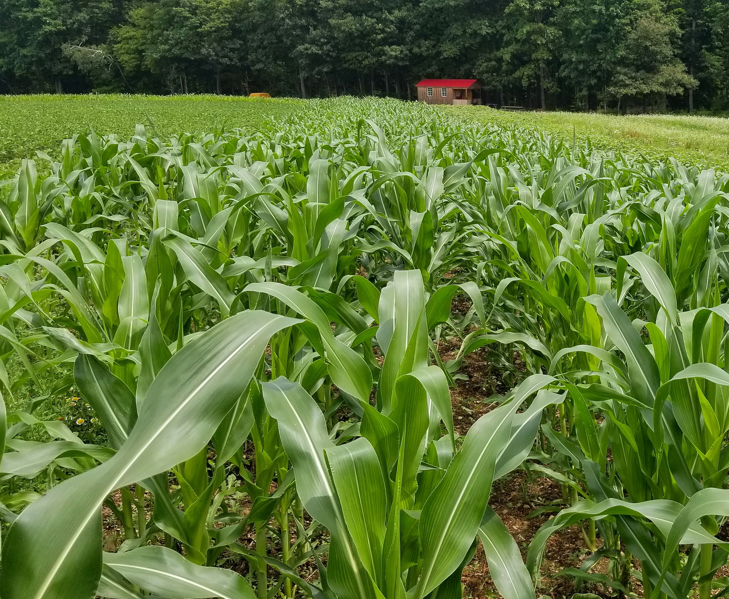 FOOD PLOTS 101 FOOD PLOT SPECIFICATIONS RedHorse Environmental