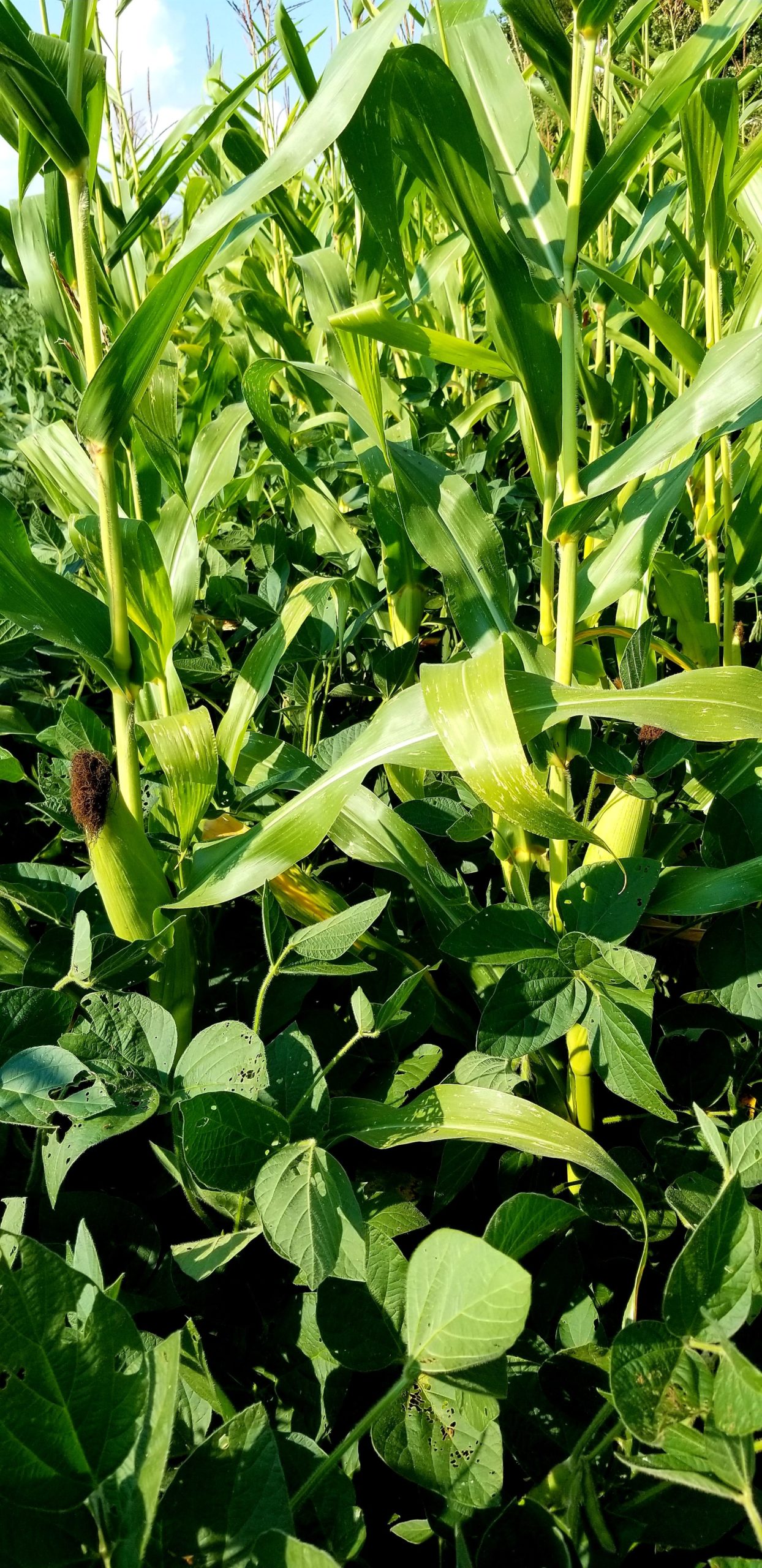 FOOD PLOTS 101 FOOD PLOT SPECIFICATIONS RedHorse Environmental